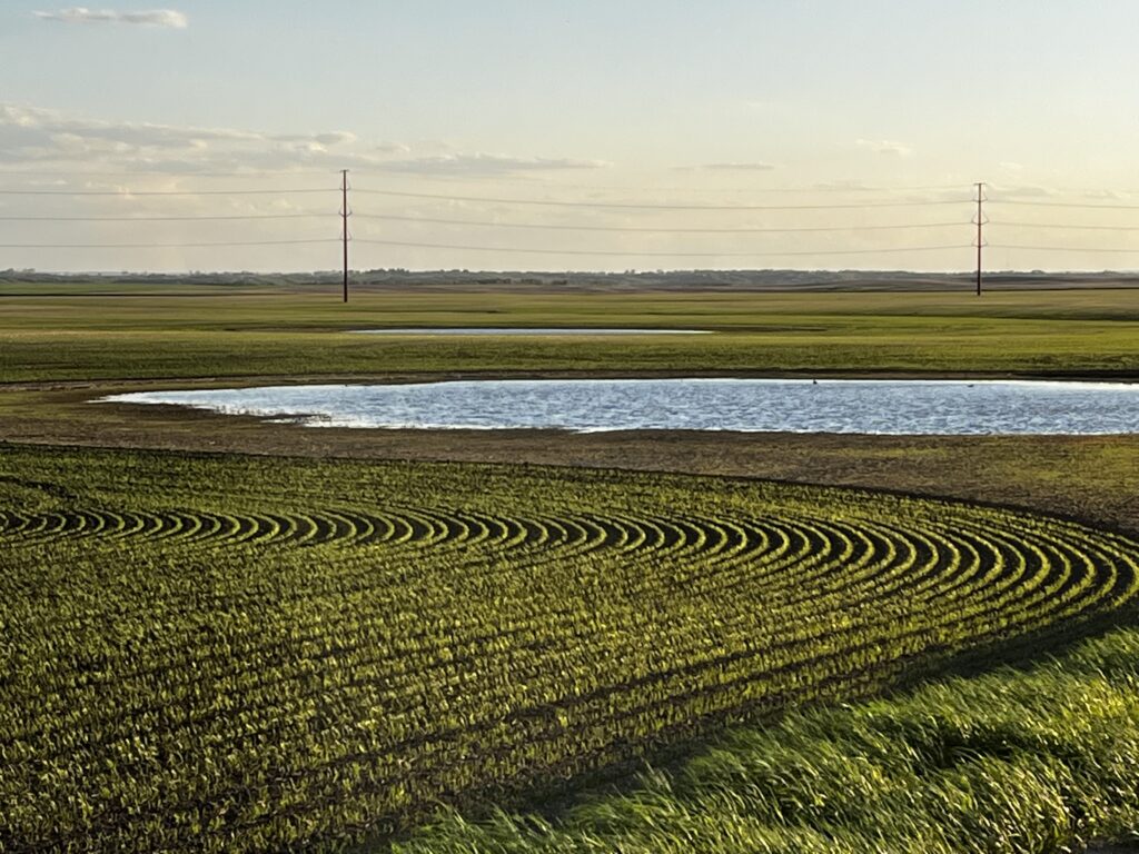 photo of field with a newly planted crop emerging from the ground